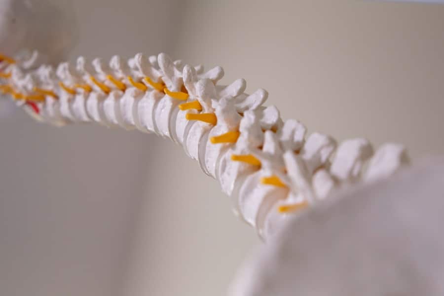 spinal column model